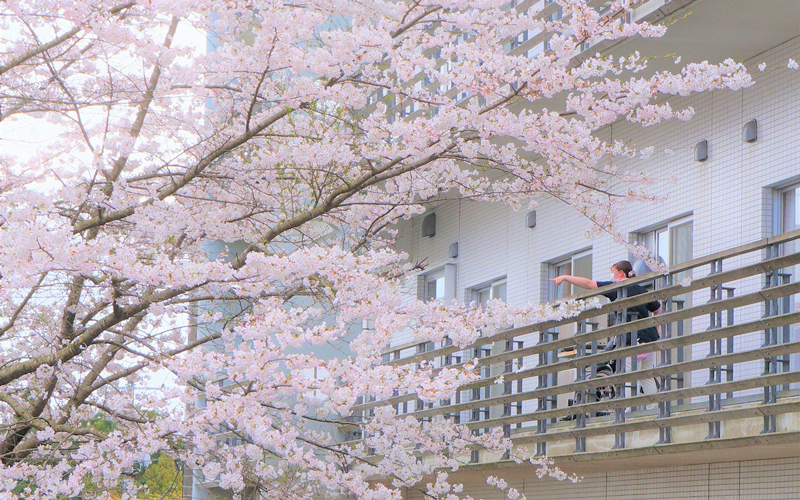 お花見